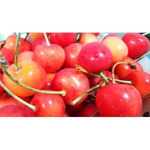 【2026年発送】北信州のさくらんぼ 約600g(約100g×6パック)品種おまかせ　贈答にも【配送不可地域：離島】【1575781】