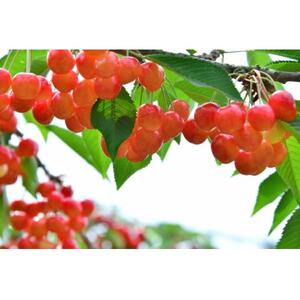 【2026年発送】北信州のさくらんぼ 約600g(約100g×6パック)品種おまかせ　贈答にも【配送不可地域：離島】【1575781】