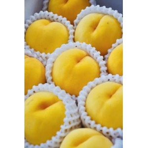 【2026年発送】フルーツ王国　長野県信州直送　黄金桃　約3kg(8～12玉)【配送不可地域：離島】【1576211】