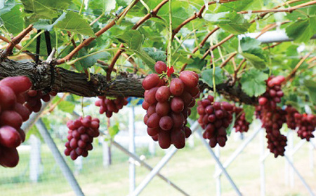 家庭用【2026年発送】長野限定　信州産クイーンルージュ(赤ぶどう)　約5kg(5～10房)【配送不可地域：離島】【1576739】