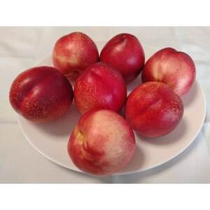 【2026年発送】長野県 信州直送 ネクタリン 約1.5kg(4~7玉)【配送不可地域:離島】【1576780】