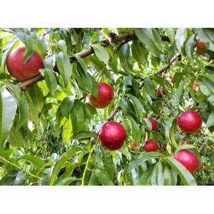 【2026年発送】長野県 信州直送 ネクタリン 約1.5kg(4~7玉)【配送不可地域:離島】【1576780】