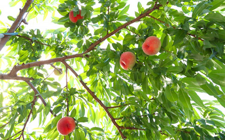 【2026年発送】フルーツ王国 長野県信州直送「旬な桃」 あかつき 約2kg(4~8玉)【配送不可地域:離島】【1577361】