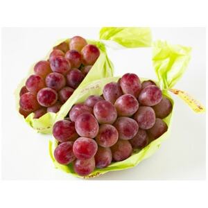 【2026年先行受付】北信州 クイーンルージュ＆シャインマスカット 各1房 計1kg以上【配送不可地域：離島】【1577489】