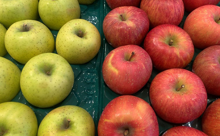 家庭用 2025年発送 りんご サンふじ&シナノゴールド 詰め合わせ 約5kg(10~18玉程度)【1577937】