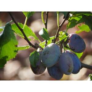 【2026年発送】北信州産地直送 旬のプルーン 約1.2kg【配送不可地域:離島】【1585439】