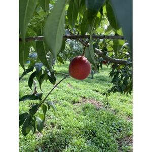 【2026年発送】北信州産地直送 旬のプルーン 約1.2kg【配送不可地域:離島】【1585439】