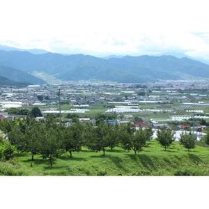 【2026年発送】北信州産地直送 旬のプルーン 約1.2kg【配送不可地域:離島】【1585439】