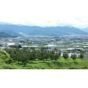 【発送月固定定期便】2026年発送 長野の果物 桃+シャインマスカット全2回【配送不可地域:離島】【4063510】