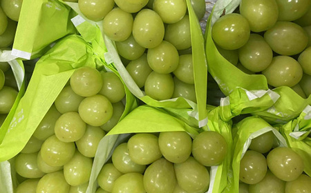 【発送月固定定期便】2026年発送 長野の果物 シャインマスカット+サンふじ全2回【配送不可地域：離島】【4063514】