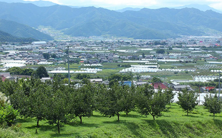 【発送月固定定期便】2026年発送 長野の果物 シャインマスカット+クイーンルージュ全2回【配送不可地域：離島】【4063521】