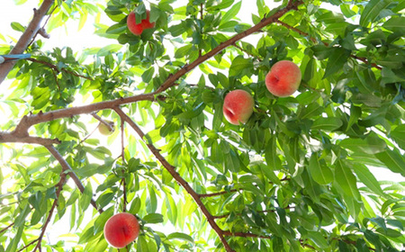 【発送月固定定期便】2026年発送 長野の果物 桃+クイーンルージュ+りんご詰め合わせ全3回【配送不可地域：離島】【4063526】