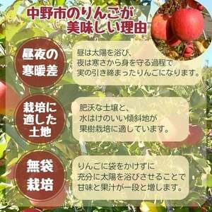 サンふじ 小玉 10kg 43~50玉【1587842】