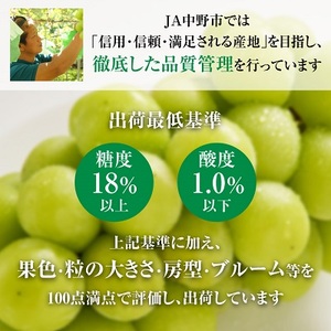 大粒・大房プレミアムシャインマスカット 1房700g以上 長野県中野市から直送【配送不可地域：離島】【1591368】
