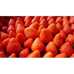 【2026年発送】長野県産 　いちご　紅ほっぺ　2パック【約500g～600g】【配送不可地域：離島】【1603737】