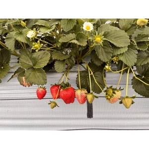 【2026年発送】長野県産 　いちご　紅ほっぺ　2パック【約500g～600g】【配送不可地域：離島】【1603737】