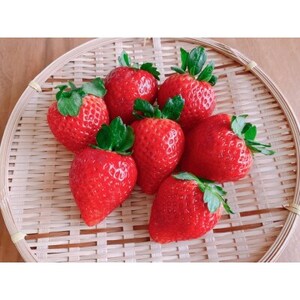 【2026年発送】長野県産 いちご 紅ほっぺ 4パック【約1kg~1.2kg】【配送不可地域:離島】【1603741】