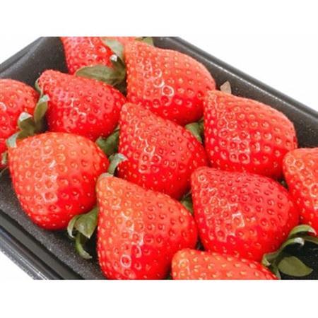 【2026年発送】長野県産 　いちご　紅ほっぺ　6パック【約1.5kg～1.8kg】【配送不可地域：離島】【1603744】