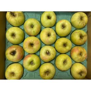 シャキシャキ!サクサク!シナノゴールド 家庭用 約10kg【1660814】