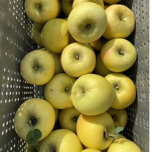 シャキシャキ!サクサク!シナノゴールド 家庭用 約10kg【1660814】