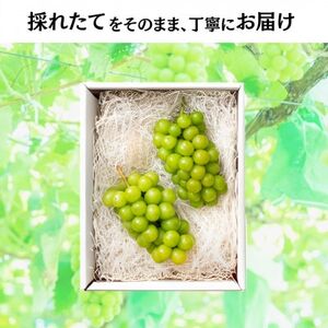 【2026年先行予約開始!】長野県中野市産シャインマスカット 計1.0～1.2kg(2～3房)【配送不可地域：離島】【1682420】