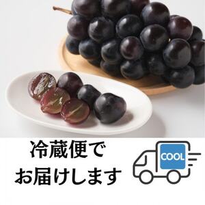 【2026年先行予約開始!】長野県中野市産ナガノパープル 計1.0～1.2kg(2～3房)【配送不可地域：離島】【1682457】