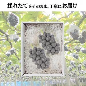 【2026年先行予約開始!】長野県中野市産ナガノパープル 計1.0～1.2kg(2～3房)【配送不可地域：離島】【1682457】