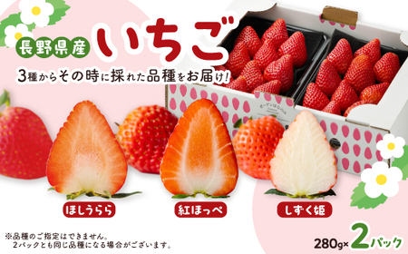 長野県産いちご 計560g【配送不可地域：離島・北海道・沖縄県】【1692045】