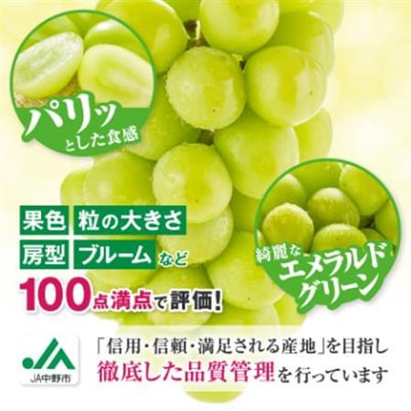 【2026年発送】訳ありシャインマスカット2房1kg以上　JA中野市から産直【配送不可地域：離島】【1716008】