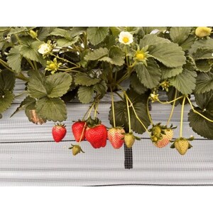 【2026年発送】長野県産 紅白いちごのたべくらべセット 各1パック【400g】【配送不可地域:離島】【1705546】