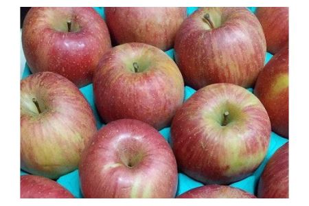りんご サンふじ 10kg 家庭用