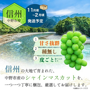 【冷蔵】　長野県　中野市産　シャインマスカット2房(1.3kg以上)【配送不可地域：離島】【1331174】