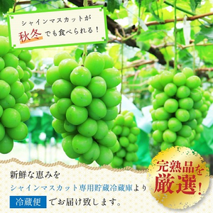 長野県中野市産　冬でも食べれる　シャインマスカット2房(1.3kg以上)【配送不可地域：離島】【1331174】