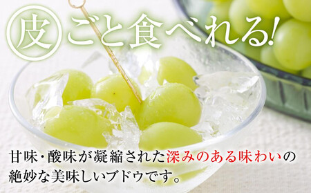 A 2025  シャインマスカット ２房～３房 約1キロ 【10月中旬頃～順次発送予定】長野県産 　国際特許有機肥料栽培 ｜ シャインマスカット