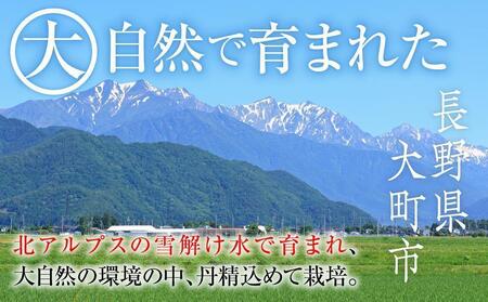 【先行予約】2025　ナガノパープル　粒つぶパックマン【訳ありパック】2パック　約1キロ　長野県産  【10月初旬頃～順次発送予定】国際特許有機肥料栽培