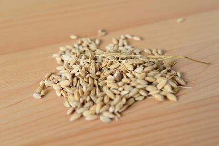 北アルプスの雪解け水で育った一等米コシヒカリ 5KG | 米 新米 長野 信州