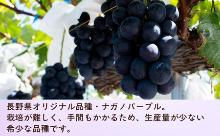 【2026年発送 先行予約】 飯山市産 ナガノパープル 2房《 2026年10月発送 》(約1kg)(Bv-001) | 長野県 飯山市 おすすめ ランキング おいしい 高評価 大人気 ギフト 産地直送 ぶどう