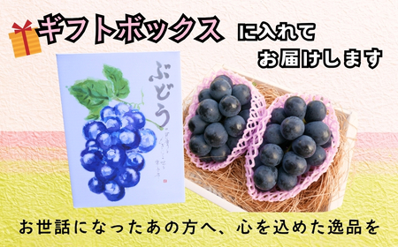 【2026年発送 先行予約】 飯山市産 ナガノパープル 2房《 2026年10月発送 》(約1kg)(Bv-001) | 長野県 飯山市 おすすめ ランキング おいしい 高評価 大人気 ギフト 産地直送 ぶどう