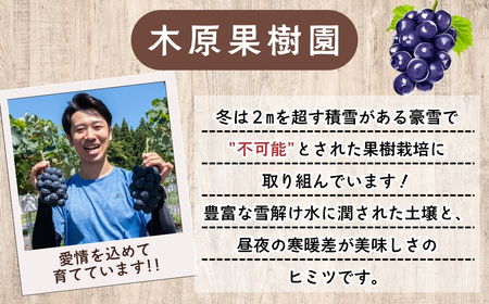 【2026年発送 先行予約】 飯山市産 ナガノパープル 2房《 2026年10月発送 》(約1kg)(Bv-001) | 長野県 飯山市 おすすめ ランキング おいしい 高評価 大人気 ギフト 産地直送 ぶどう