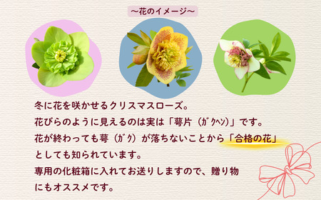 クリスマスローズ 2鉢セット 【2月中旬以降に発送予定】（7-A40-1） 