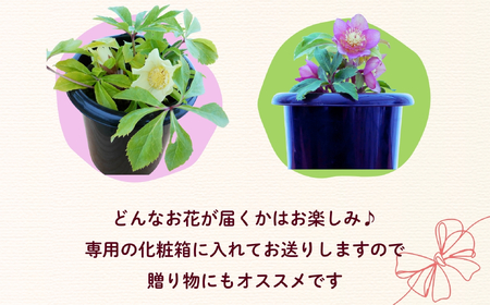 クリスマスローズ 2鉢セット 【2月中旬以降に発送予定】（7-A40-1） 