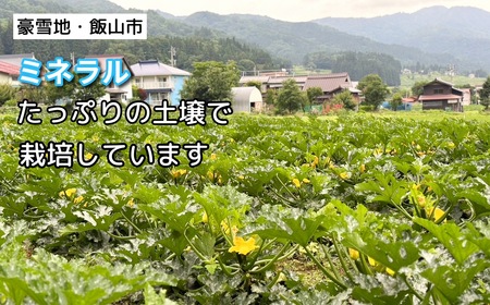 【生産者直送！】朝採り!! 新鮮ズッキーニ 約6～8本 《出荷時期：2026年6月中旬頃〜》岸田農園 (Cd-001)