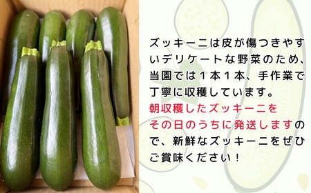 【生産者直送！】朝採り!! 新鮮ズッキーニ 約6～8本 《出荷時期：2026年6月中旬頃〜》岸田農園 (Cd-001)