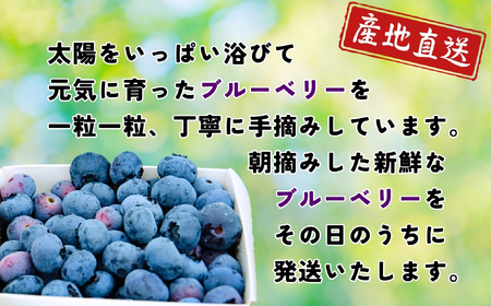 ブルーベリー １kg 【2026年7月より発送 先行予約】 Br-002