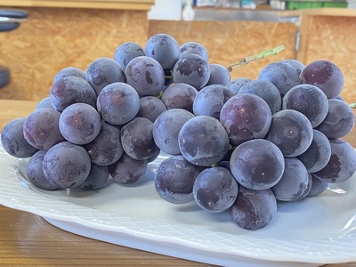 巨峰〈種なし〉 約1kg（2房）【2026年9月上旬より発送 先行予約】At-005