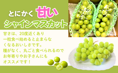 シャインマスカット 約1kg（2房）【2026年9月上旬より発送 先行予約】At-006
