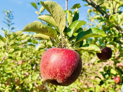 【秋映】りんご 約10kg（22～40玉）2026年10月上旬より発送_先行予約 |  リンゴ At-010