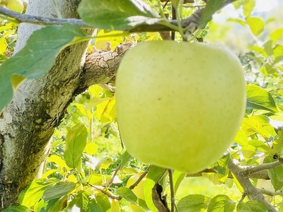 りんご シナノゴールド 約10kg（22～40玉）【2026年10月下旬より発送 先行予約】At-016