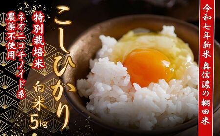【令和7年産 新米】 特別栽培米 『奥信濃の棚田米 実の里』 こしひかり 精米 5㎏ (7-19B) お米 コメ 白米 ご飯 長野県 信州 飯山市 新米 令和7年 コシヒカリ 産地直送 農家直送