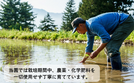 玄米 【5kg】 令和7年産 ササシグレ 長野県産 【やよい農園】7-91